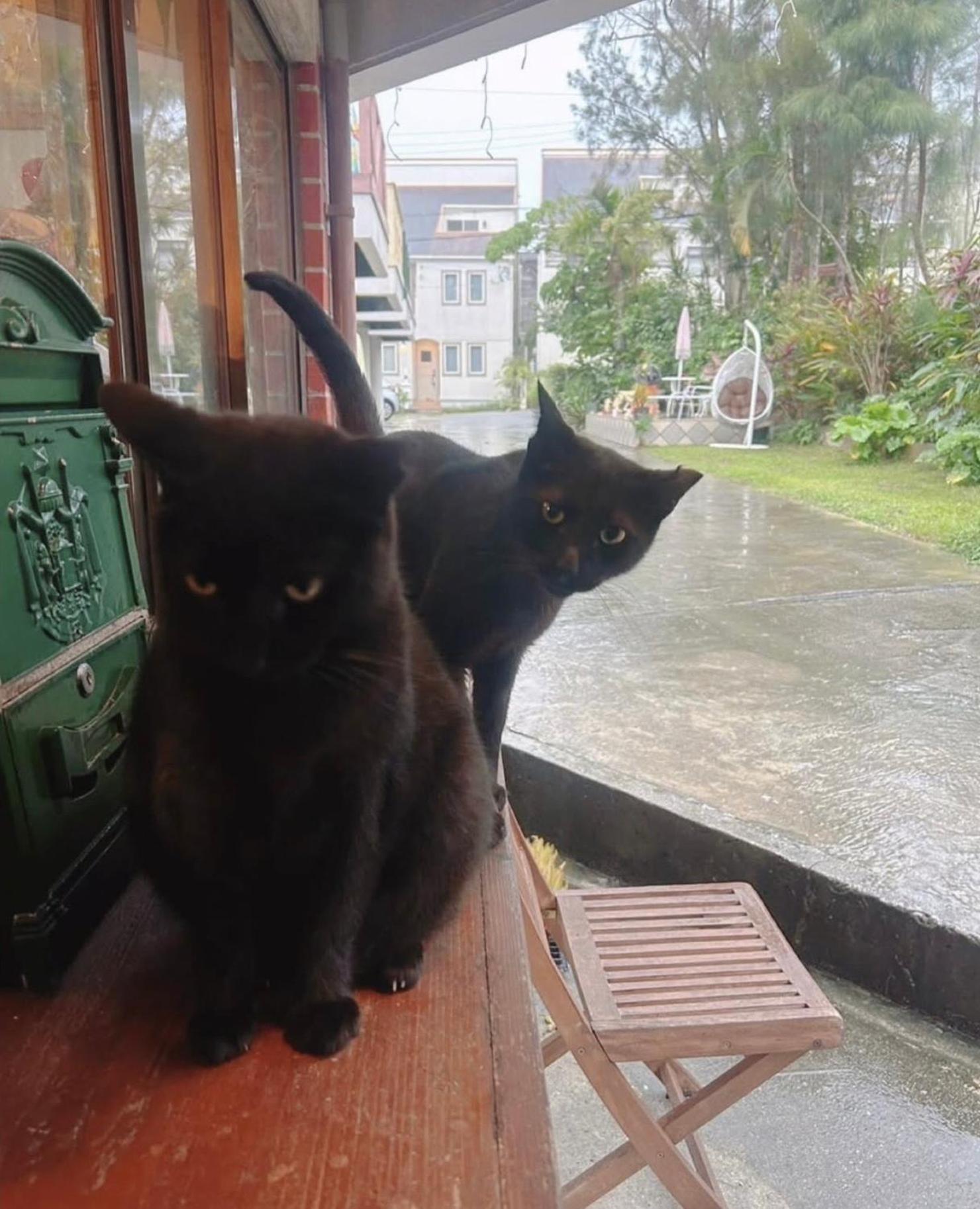 Cats,Piano & Starry Sky Resort Garden -Starry Forest Cottage Okinawa- Onna Eksteriør bilde